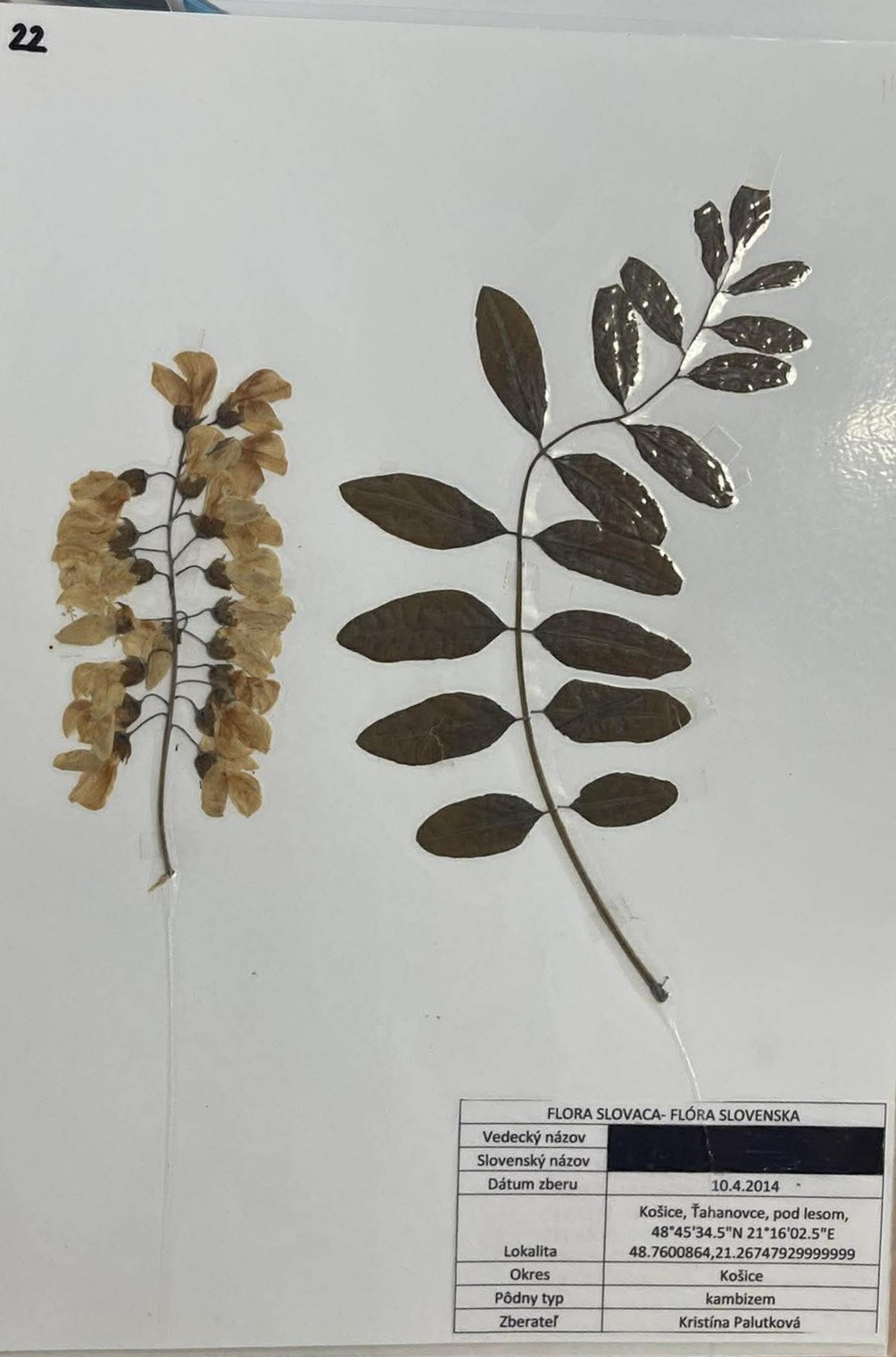 Rastlina Robinia pseudoacacia